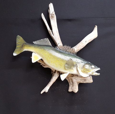 fish taxidermy by Jason's Taxidermy