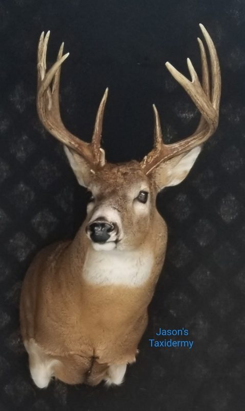 whitetail deer taxidermy by Jason's Taxidermy