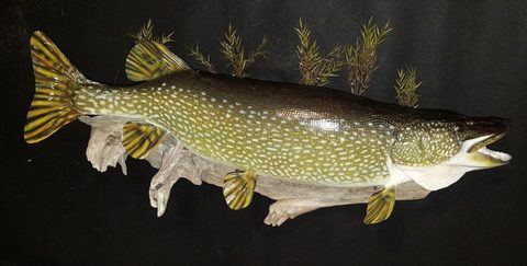 fish taxidermy by Jason's Taxidermy