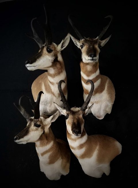 big game taxidermy by Jason's Taxidermy