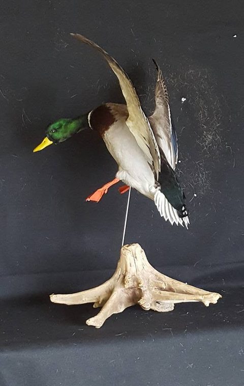 Mallard – Flying – waterfowl taxidermy by Jason's Taxidermy