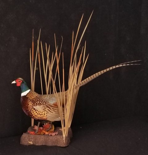 upland game bird taxidermy by Jason's Taxidermy