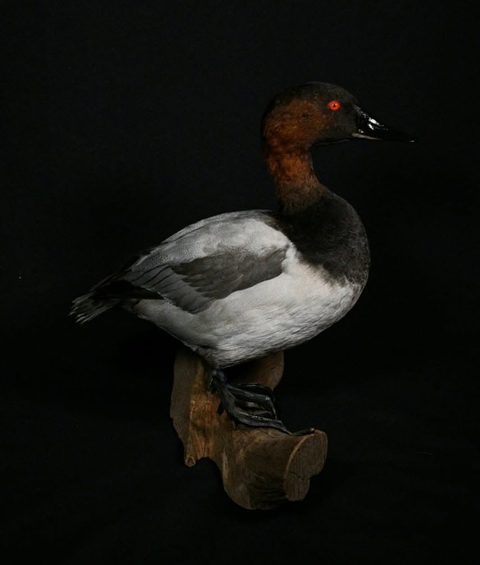 Canvasback – Standing – waterfowl taxidermy by Jason's Taxidermy