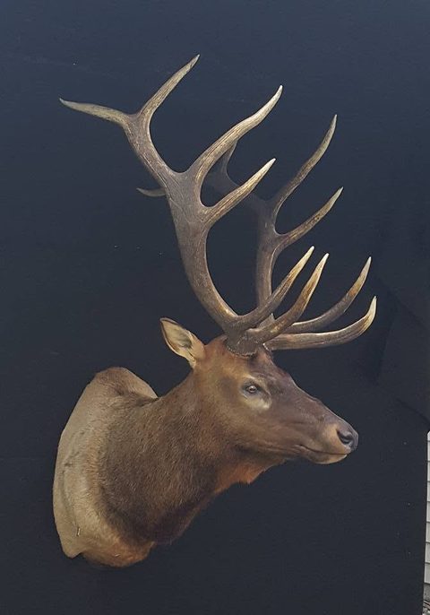big game taxidermy by Jason's Taxidermy
