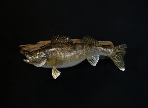fish taxidermy by Jason's Taxidermy