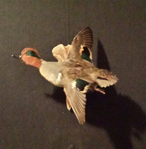 Green-winged Teal – Flying – waterfowl taxidermy by Jason's Taxidermy
