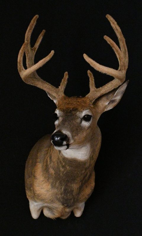 whitetail deer taxidermy by Jason's Taxidermy