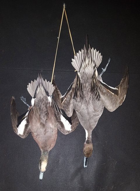Ducks – Deadhang – waterfowl taxidermy by Jason's Taxidermy