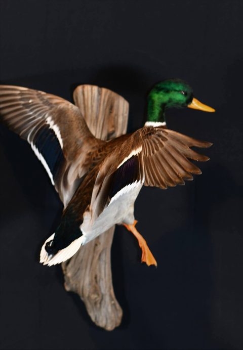 Mallard – Flying – waterfowl taxidermy by Jason's Taxidermy