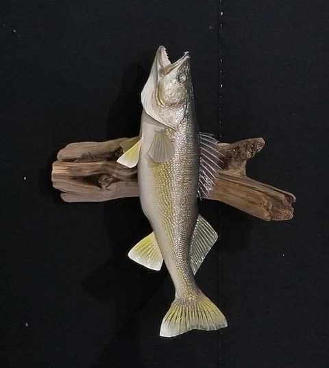 fish taxidermy by Jason's Taxidermy