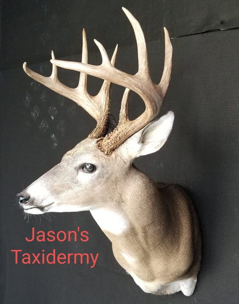 whitetail deer taxidermy by Jason's Taxidermy