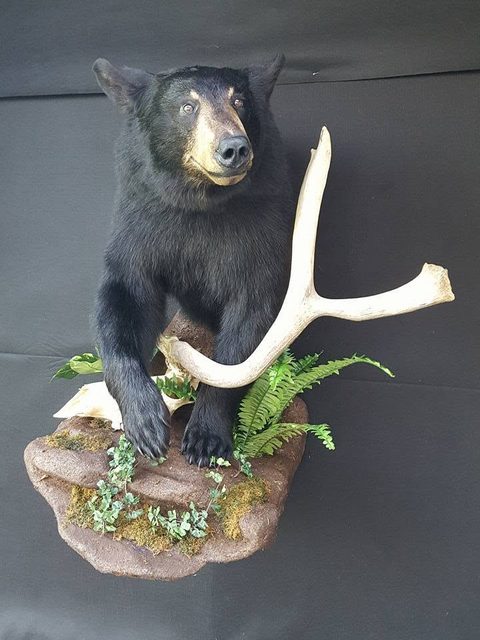 big game taxidermy by Jason's Taxidermy