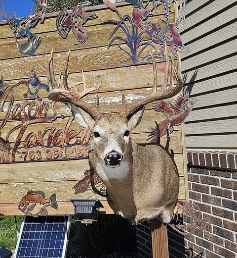 whitetail deer taxidermy by Jason's Taxidermy