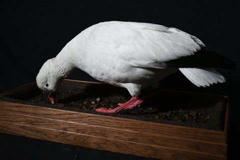 Snow Goose – Feeding – waterfowl taxidermy by Jason's Taxidermy