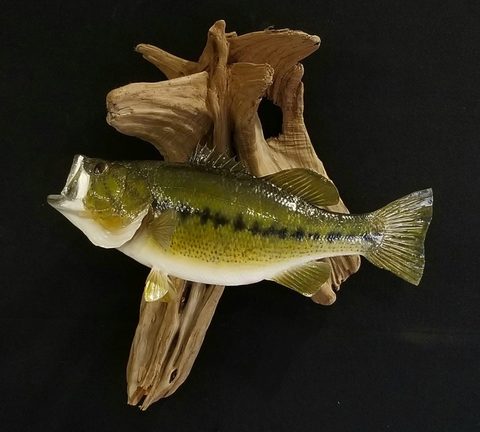 fish taxidermy by Jason's Taxidermy