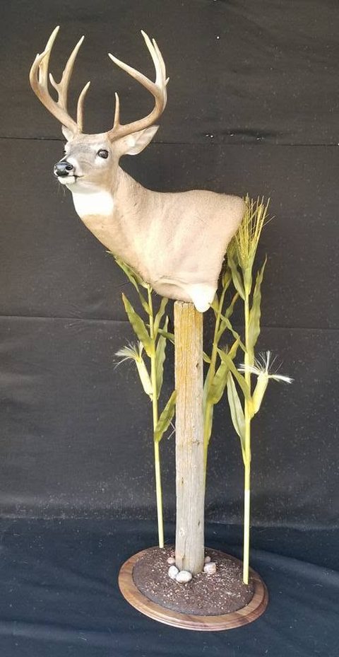 whitetail deer taxidermy by Jason's Taxidermy