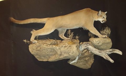 big game taxidermy by Jason's Taxidermy