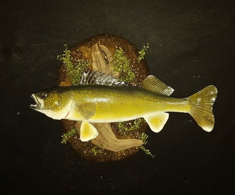 fish taxidermy by Jason's Taxidermy