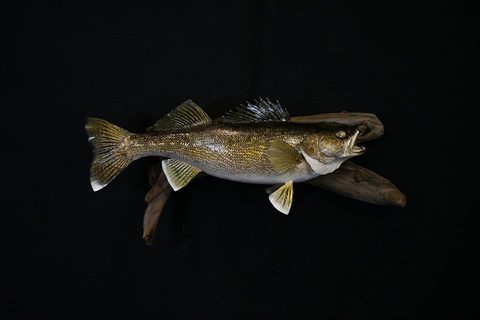 fish taxidermy by Jason's Taxidermy