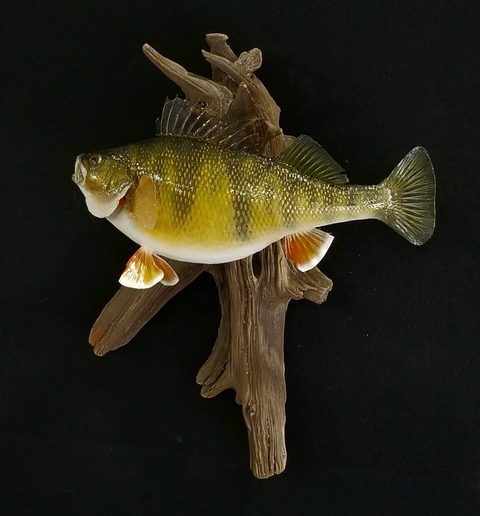 fish taxidermy by Jason's Taxidermy