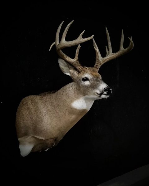 whitetail deer taxidermy by Jason's Taxidermy