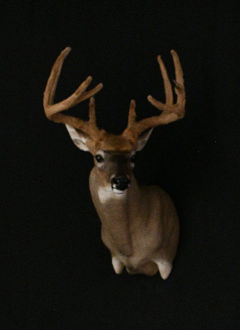 whitetail deer taxidermy by Jason's Taxidermy