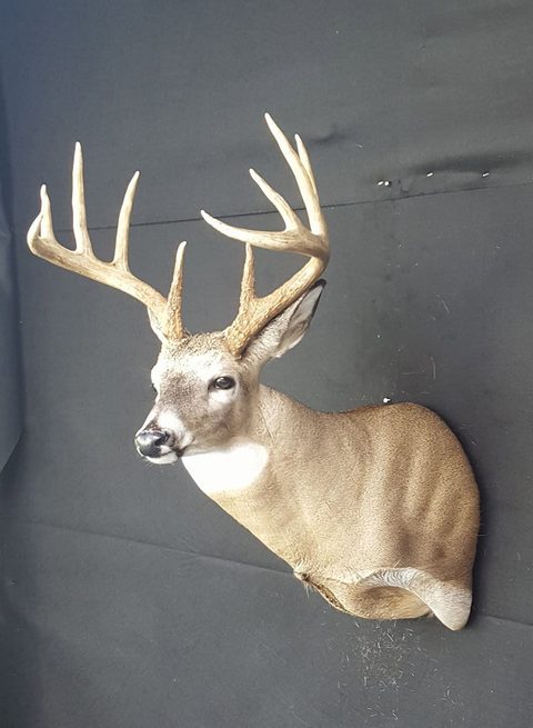 whitetail deer taxidermy by Jason's Taxidermy