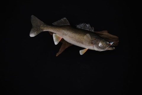 fish taxidermy by Jason's Taxidermy