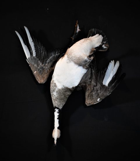 Deadhang Mount – waterfowl taxidermy by Jason's Taxidermy