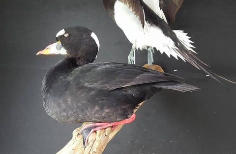 Surf Scoter & Long-tailed Duck – waterfowl taxidermy by Jason's Taxidermy