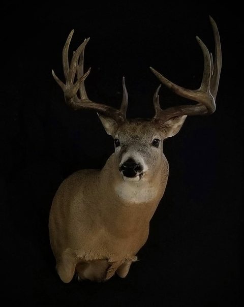whitetail deer taxidermy by Jason's Taxidermy
