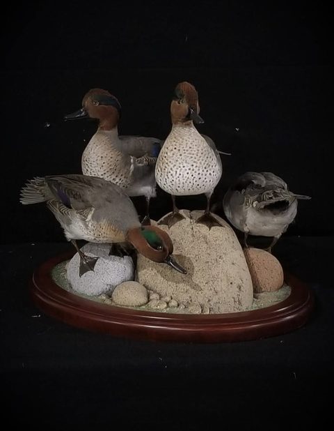 Green-winged Teal – Habitat Scene – waterfowl taxidermy by Jason's Taxidermy