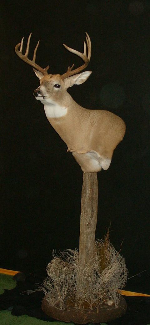 whitetail deer taxidermy by Jason's Taxidermy