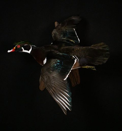Wood Duck – Flying – waterfowl taxidermy by Jason's Taxidermy