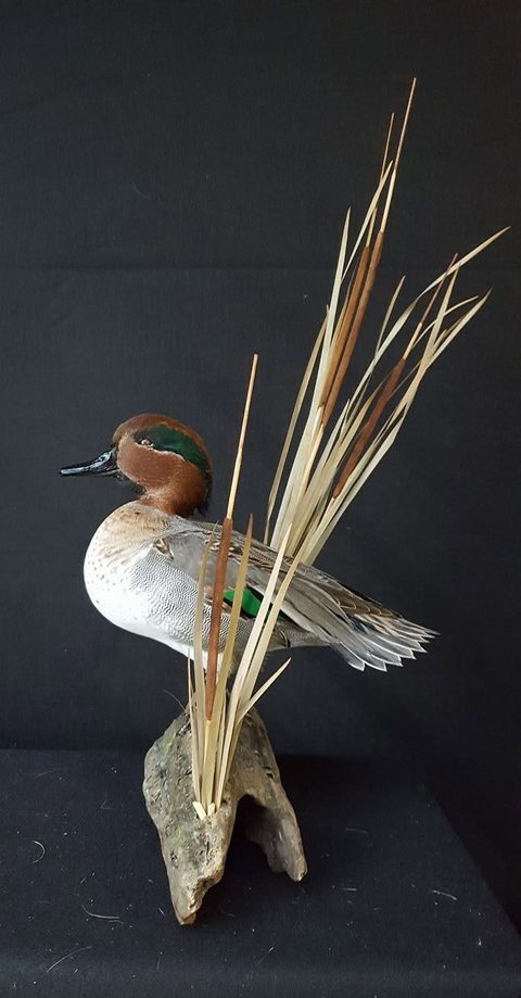 Green-winged Teal – waterfowl taxidermy by Jason's Taxidermy