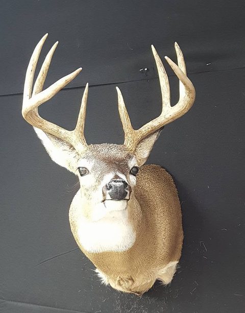 whitetail deer taxidermy by Jason's Taxidermy