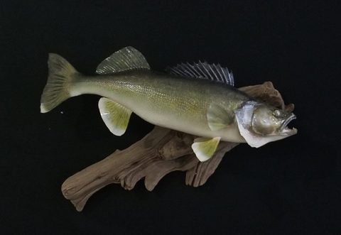 fish taxidermy by Jason's Taxidermy