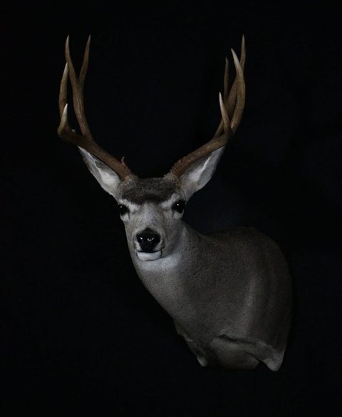 whitetail deer taxidermy by Jason's Taxidermy