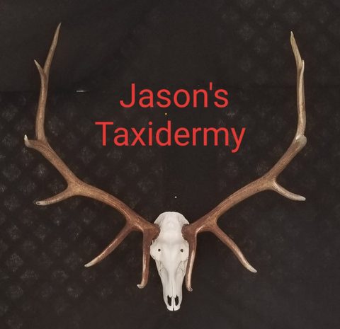 European taxidermy by Jason's Taxidermy
