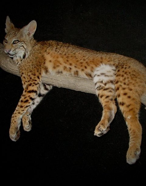 furbearer taxidermy by Jason's Taxidermy