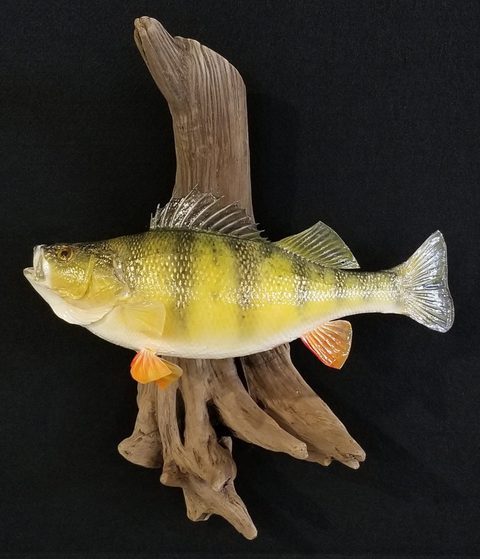 fish taxidermy by Jason's Taxidermy