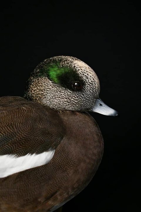 Wigeon – waterfowl taxidermy by Jason's Taxidermy
