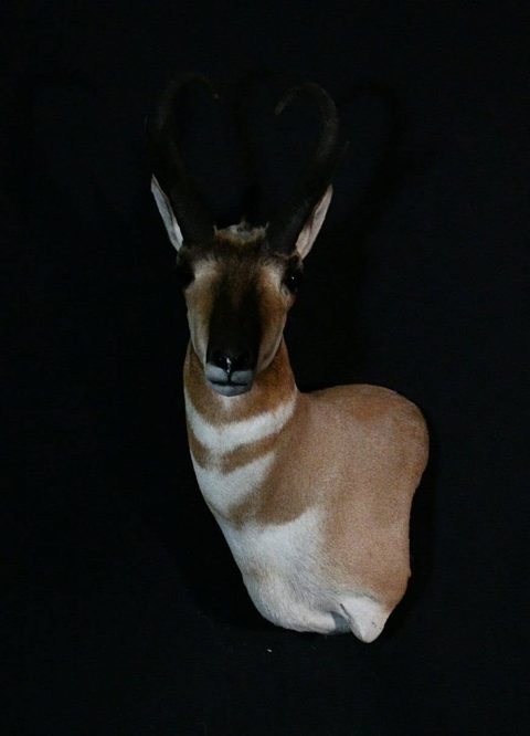 big game taxidermy by Jason's Taxidermy