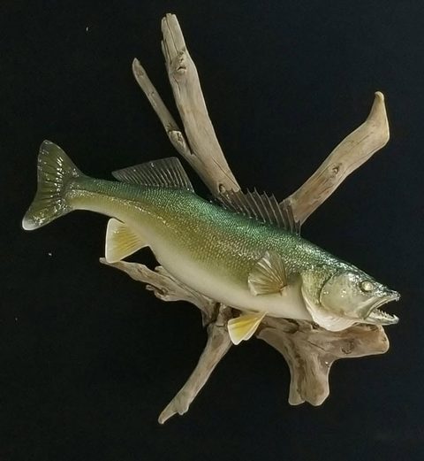 fish taxidermy by Jason's Taxidermy