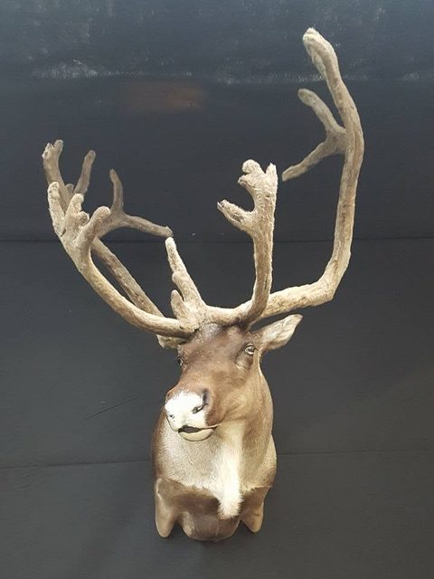 big game taxidermy by Jason's Taxidermy