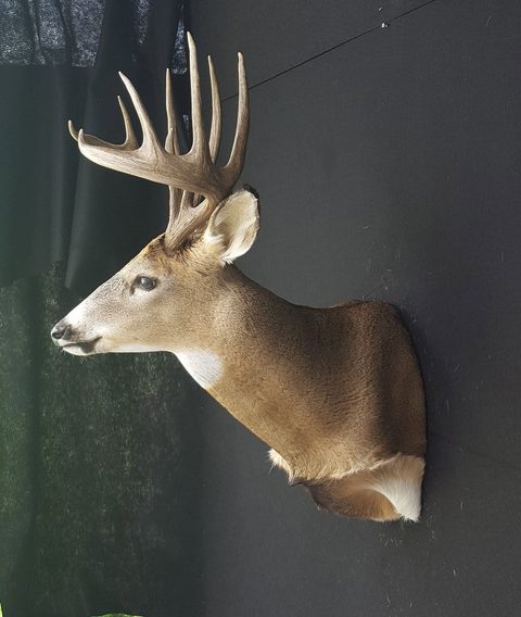 whitetail deer taxidermy by Jason's Taxidermy
