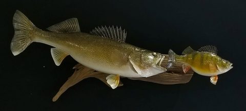 fish taxidermy by Jason's Taxidermy