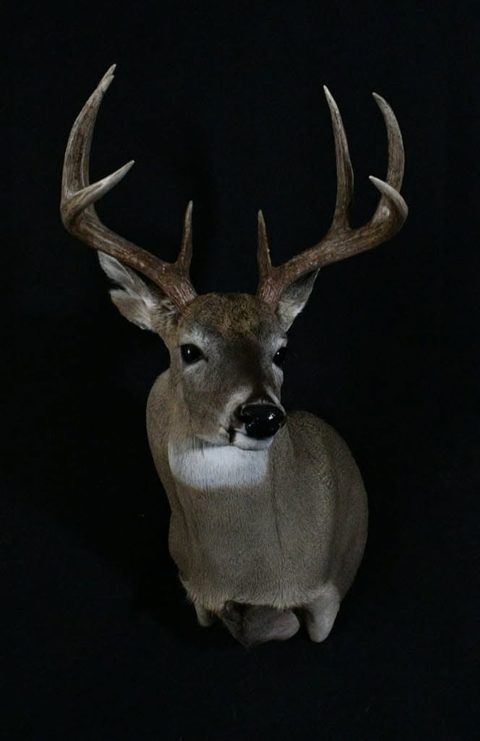 whitetail deer taxidermy by Jason's Taxidermy