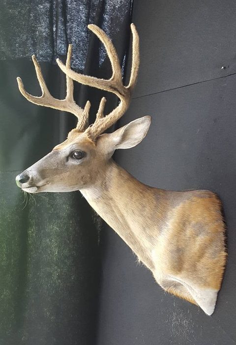 whitetail deer taxidermy by Jason's Taxidermy