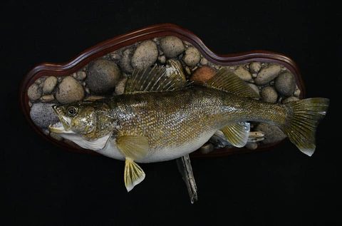 fish taxidermy by Jason's Taxidermy